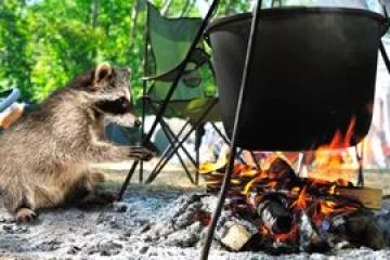 How to Use Campfire Smoke to Keep Away Raccoons