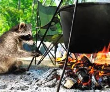 How to Use Campfire Smoke to Keep Away Raccoons