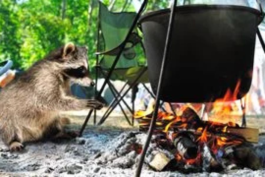 How to Use Campfire Smoke to Keep Away Raccoons