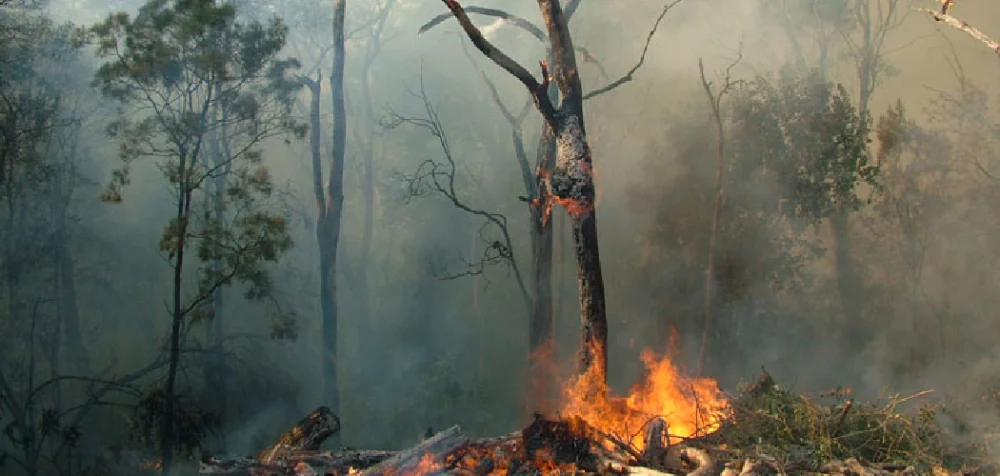 Campfire Safety in Dry Forests: Essential Tips to Prevent Wildfires