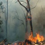 Campfire Safety in Dry Forests: Essential Tips to Prevent Wildfires