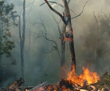 Campfire Safety in Dry Forests: Essential Tips to Prevent Wildfires