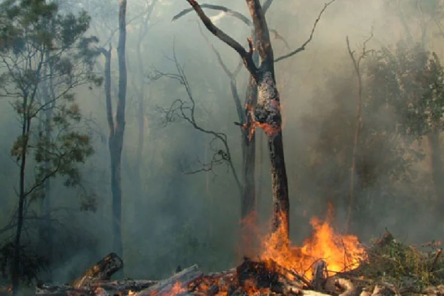Campfire Safety in Dry Forests: Essential Tips to Prevent Wildfires