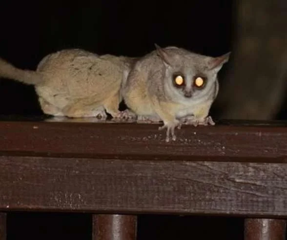 How to Prepare for Nighttime Wildlife Sounds and Activities