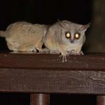 How to Prepare for Nighttime Wildlife Sounds and Activities