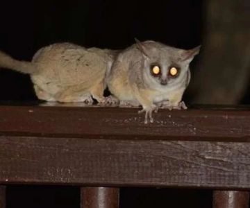 How to Prepare for Nighttime Wildlife Sounds and Activities