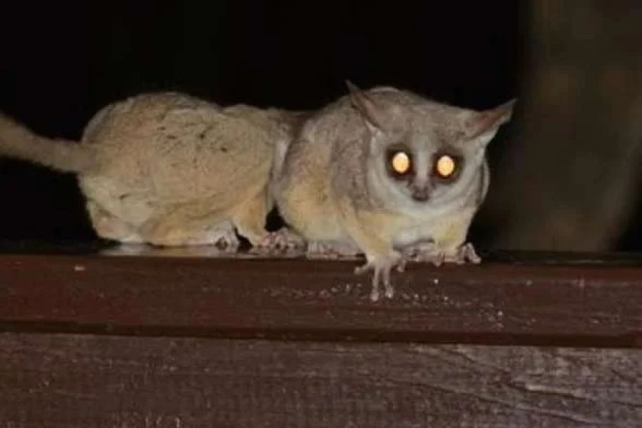 How to Prepare for Nighttime Wildlife Sounds and Activities