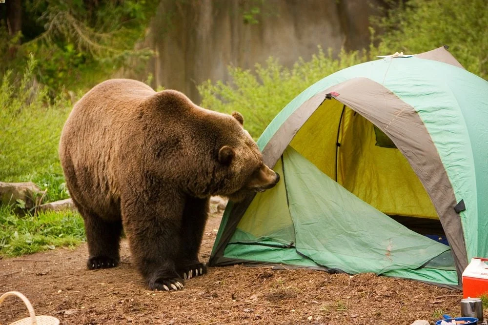 Tips for Staying Safe From Wildlife While Camping