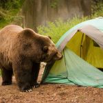 Tips for Staying Safe From Wildlife While Camping