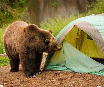 Tips for Staying Safe From Wildlife While Camping