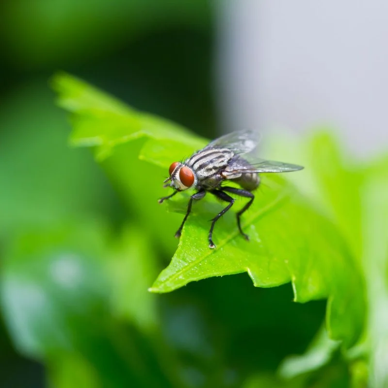 How to Use Campfire Smoke to Keep Flies Away Naturally