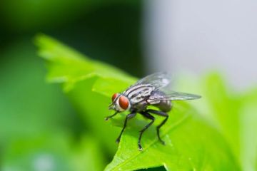How to Use Campfire Smoke to Keep Flies Away Naturally