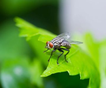 How to Use Campfire Smoke to Keep Flies Away Naturally