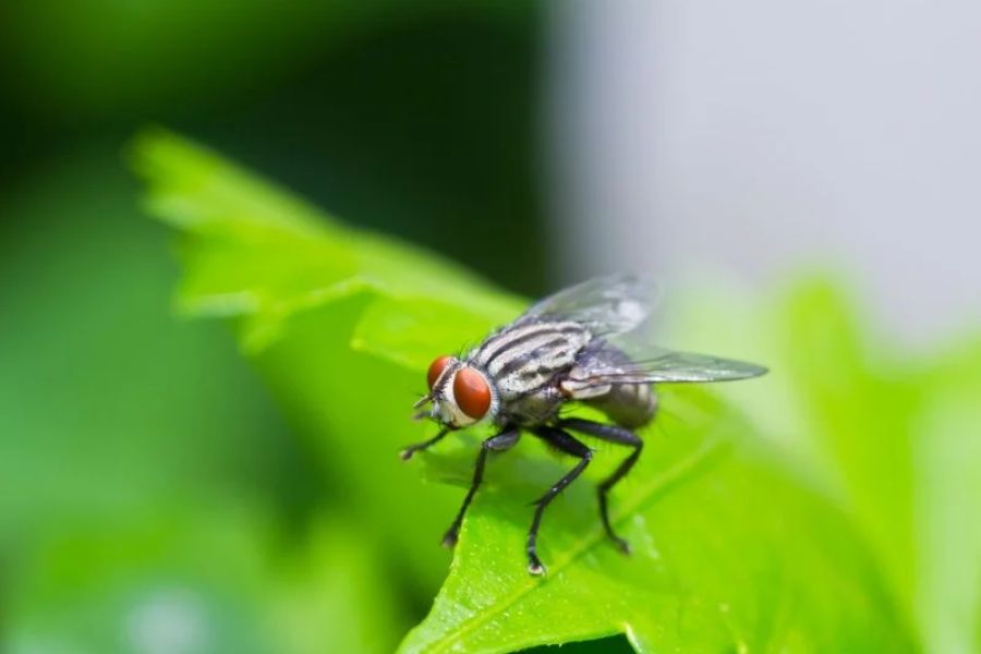 How to Use Campfire Smoke to Keep Flies Away Naturally