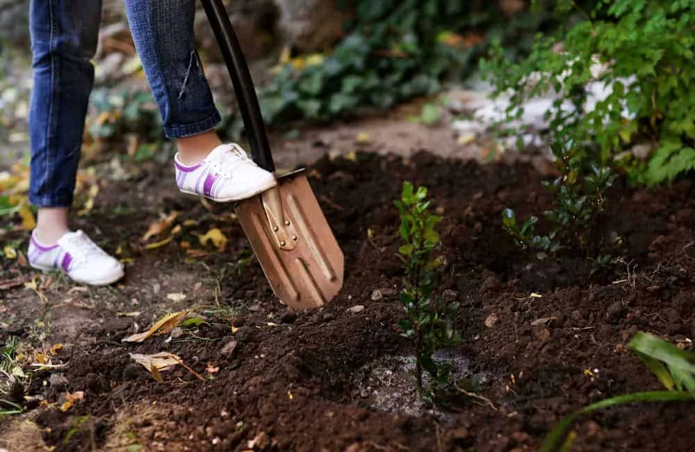 How to Use Campfire Ash in Gardening for Healthier Soil