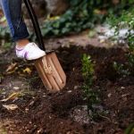 How to Use Campfire Ash in Gardening for Healthier Soil