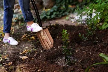 How to Use Campfire Ash in Gardening for Healthier Soil