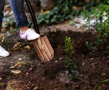 How to Use Campfire Ash in Gardening for Healthier Soil