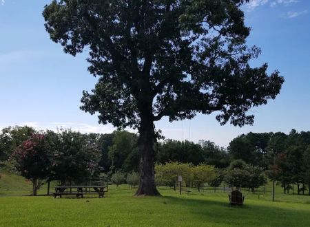 Bison Trail RV Park/Piedmont Bison Ranch