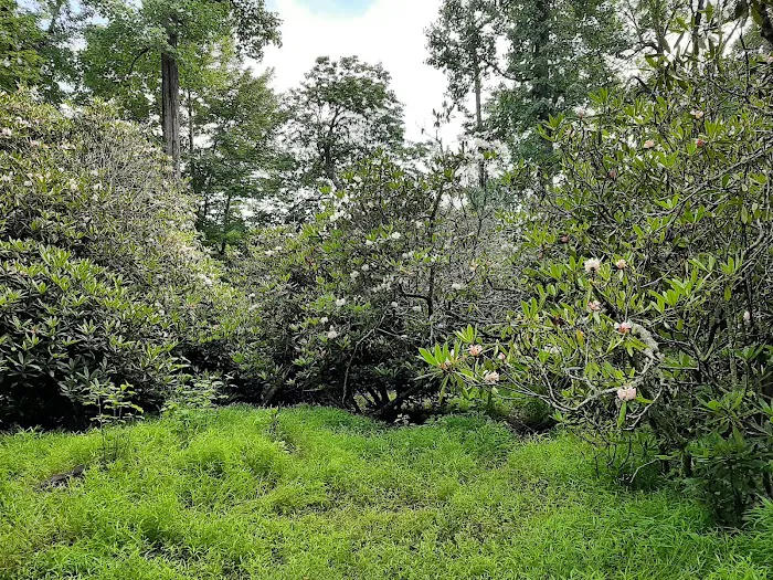 Julian Price Campground Picture 2