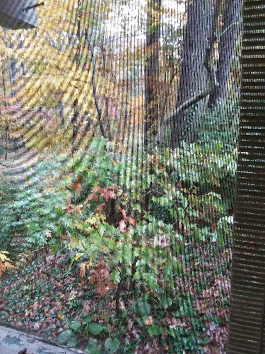 Big Oak Mobile Park Picture 6