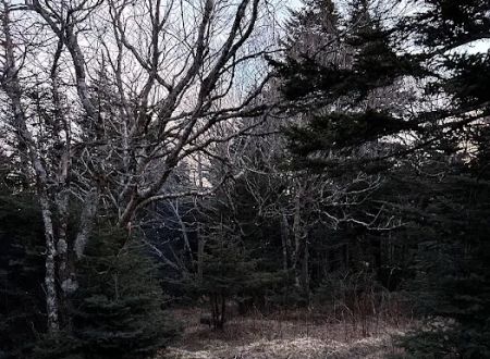Briar Patch campsite