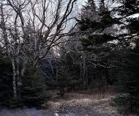 Briar Patch campsite