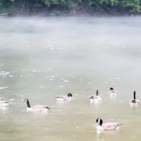 Grapevine Campground ico