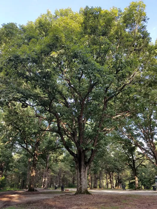 The Matthews Campground Picture 2