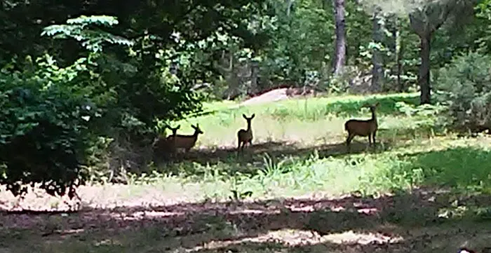 The Matthews Campground Picture 5