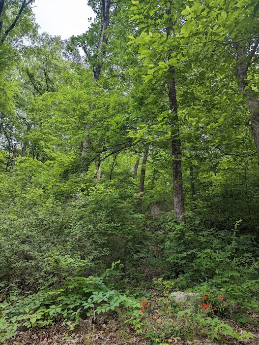 Deep Water Trail Camp Picture 9