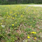 Twin Oaks Mobile Home Park