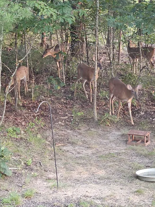 Turkey Trail RV Park Picture 2