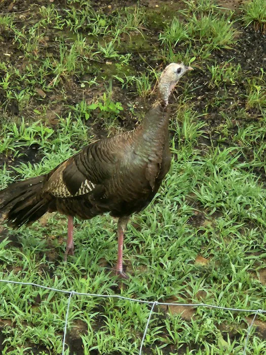 Turkey Trail RV Park Picture 3