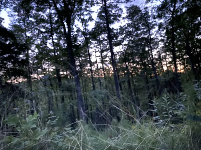 Little River Backcountry Campground Picture 4