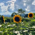 Doe Valley Campground