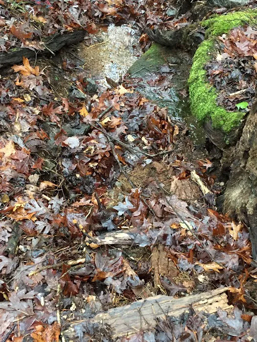 Mortimer Campground Picnic Shelter Picture 2
