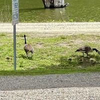 Bayview Family Campground and Marina ico