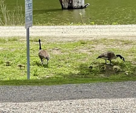 Bayview Family Campground and Marina