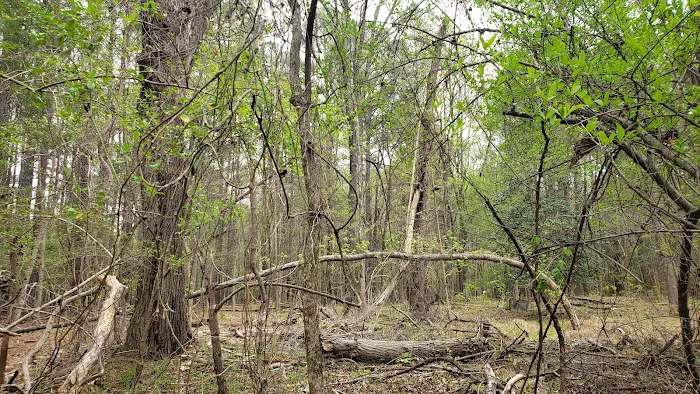 Parkers Creek Campground Picture 3