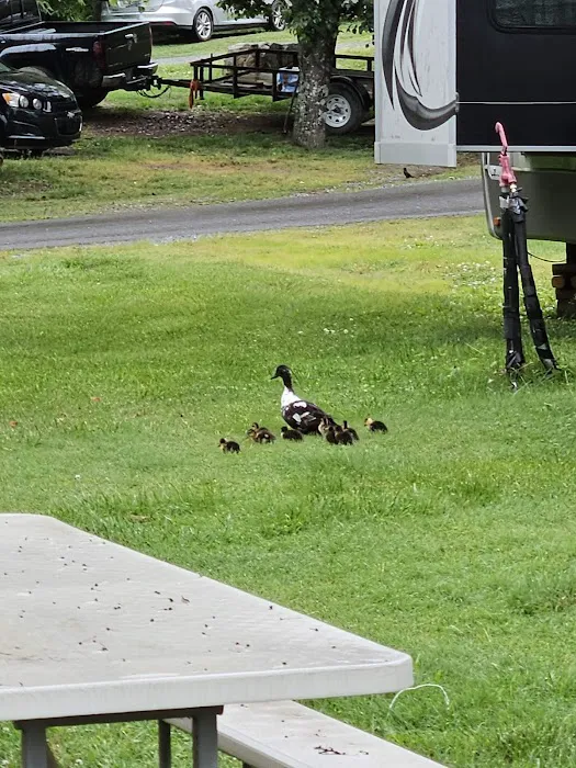 Around Pond RV Park Picture 10