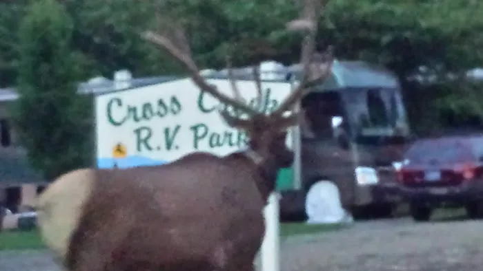 Cross Creek RV Park Picture 7