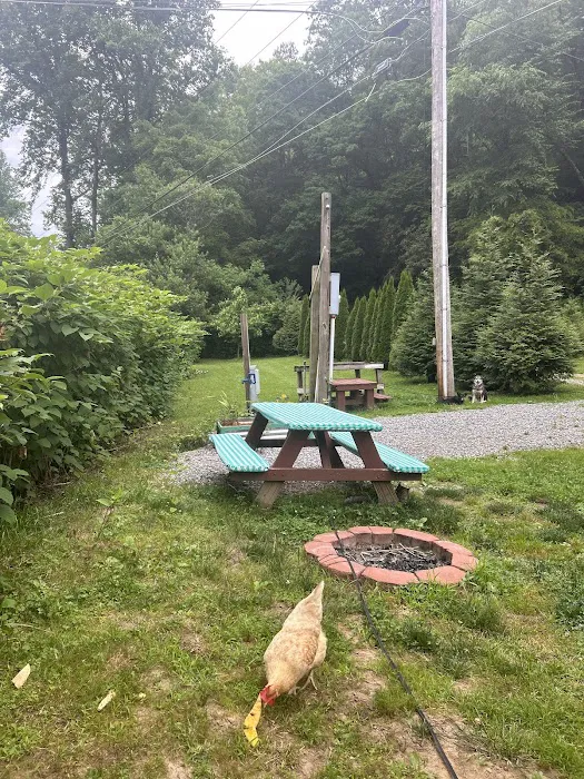 Conleys Creek Campground RV Sites Picture 2