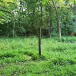 Backpack Trail Camp 1