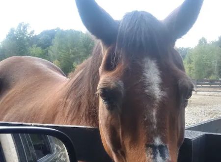 East Fork State Park Campgrounds