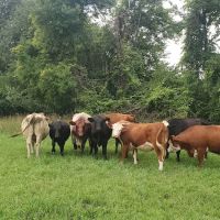 Freeway Farms ico