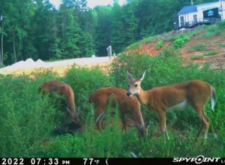 Martin Creek Rv Park