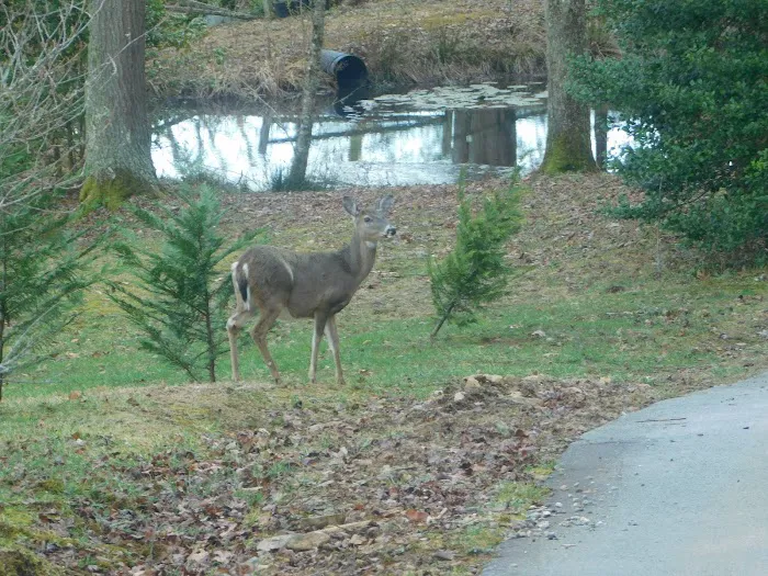 Deer Springs RV Park Picture 10