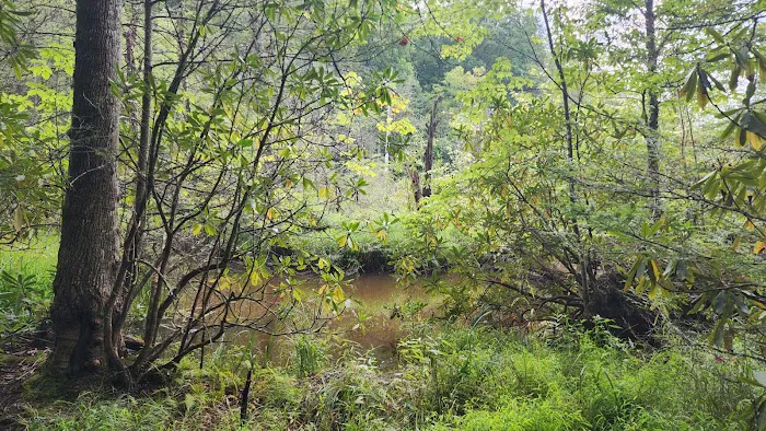 Bark Camp Recreation Area Picture 2