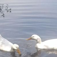 Lakeview Mobile Estates LLC. ico